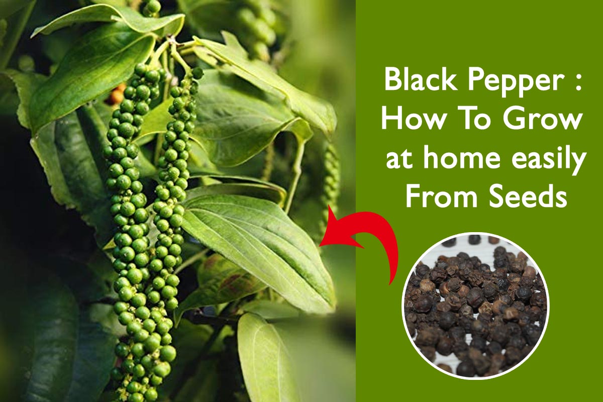 black-pepper-a-great-spice-of-every-indian-kitchen-procaffenation