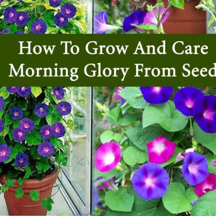 How To Grow Lotus From Seeds At Home And Its Benefits 