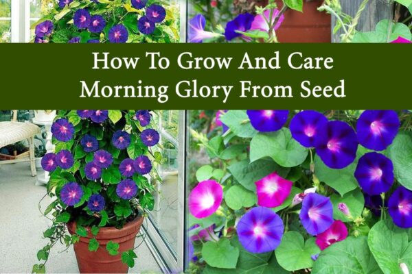 How to Grow Lotus from Seeds at Home and its Benefits | Plants Information