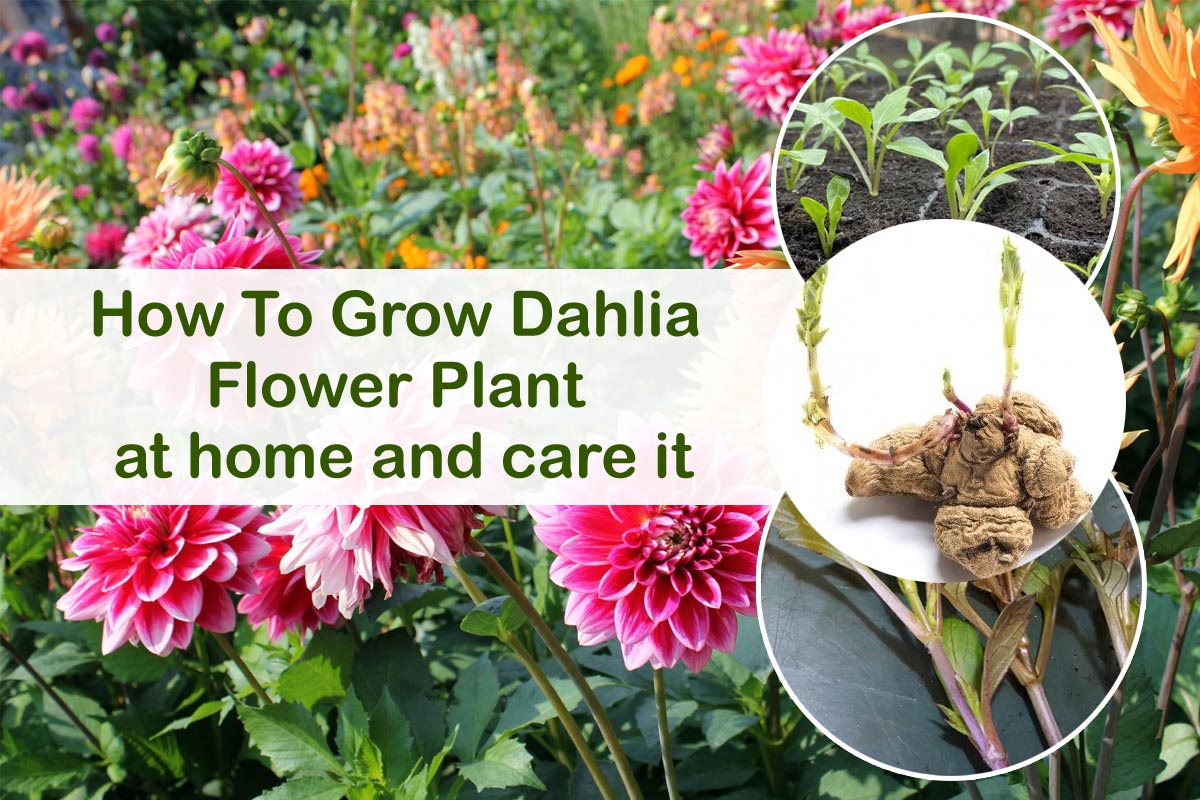 How To Grow Dahlia Flower Plant at home and care it | Plants Information