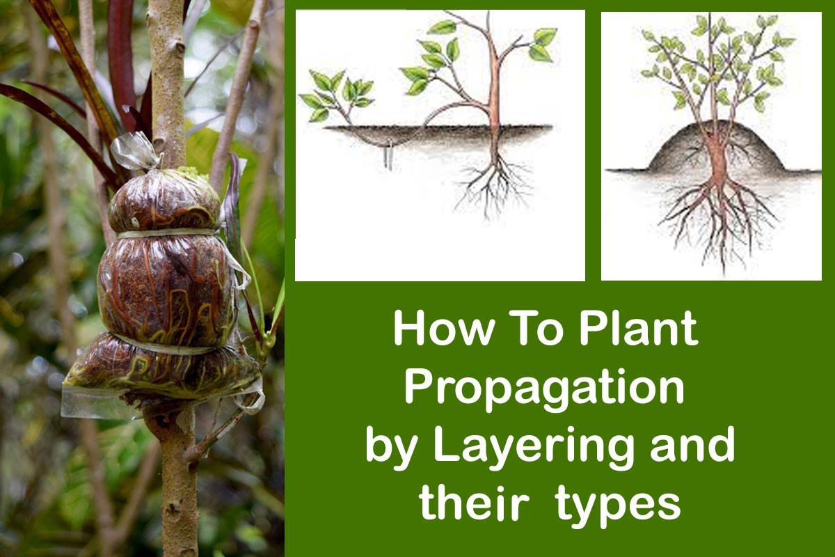 How To Plant Propagation by Layering and there types | Plants Infoamation