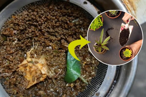How To Make Used Tea Leaves as Fertilizer