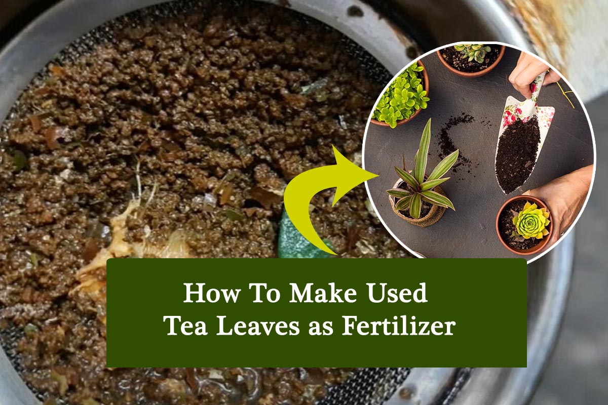 How To Make Used Tea Leaves as Fertilizer Plants Information