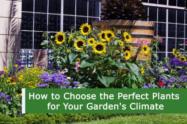 How to Choose the Perfect Plants for Your Garden's Climate