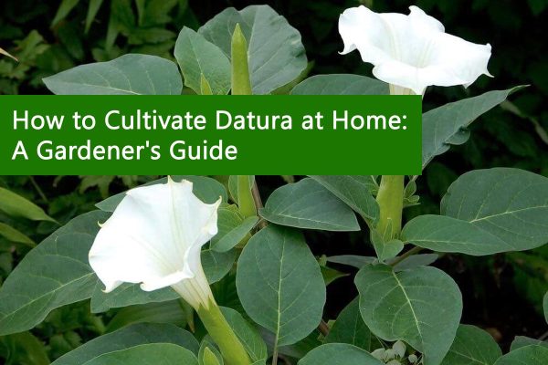 How to Cultivate Datura at Home: A Gardener's Guide