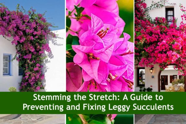 How to Ensure Your Bougainvillea Plant Blooms Abundantly: Tried and Tested Tips