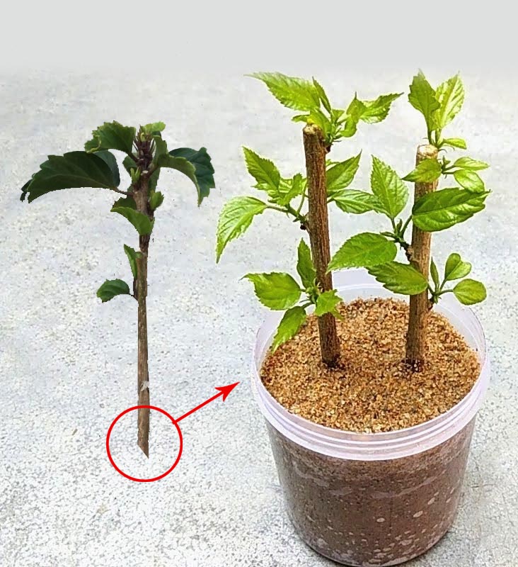 how-to-grow-hibiscus-from-cuttings-vlr-eng-br