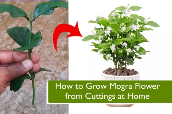 How to Grow Mogra Flower from Cuttings at Home