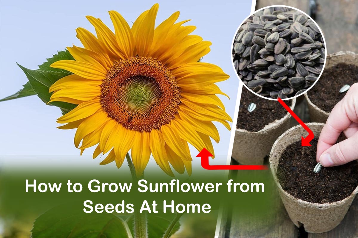 How to Grow Sunflower Plants From Seeds - Back Gardener