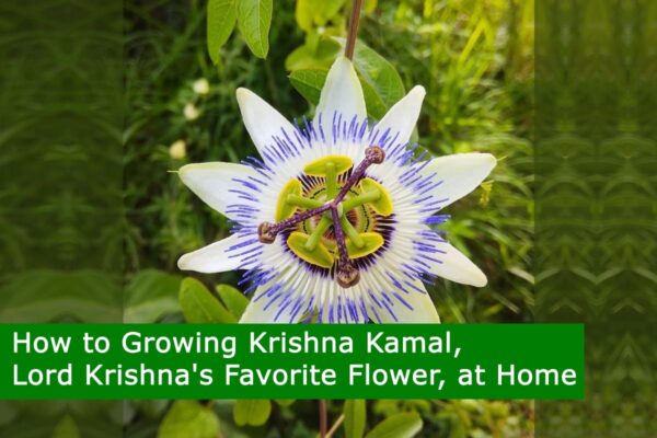 How to Growing Krishna Kamal, Lord Krishna's Favorite Flower, at Home
