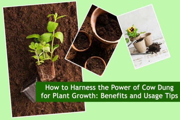How to Harness the Power of Cow Dung for Plant Growth: Benefits and Usage Tips