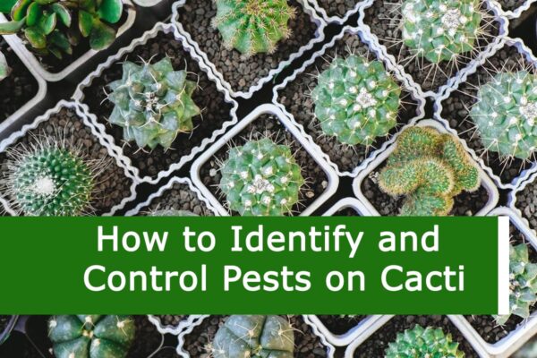 How to Identify and Control Pests on Cacti