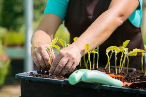 How to Move from Seed Tray to Garden or Containers
