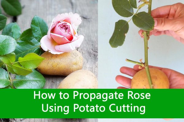 How to Propagate Rose Using Potato Cutting