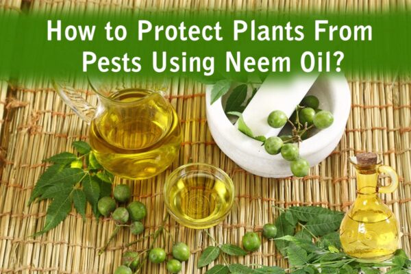 How to Protect Plants From Pests Using Neem Oil?