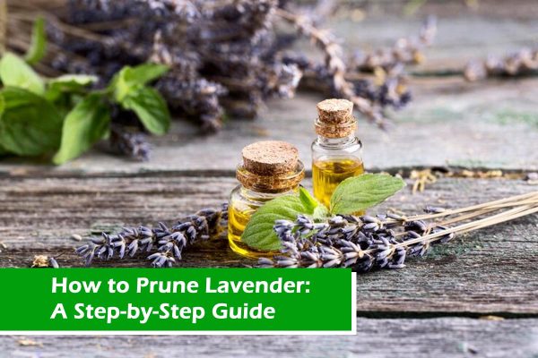 How to Prune Lavender: A Step-by-Step Guide