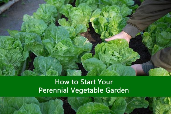 How to Start Your Perennial Vegetable Garden