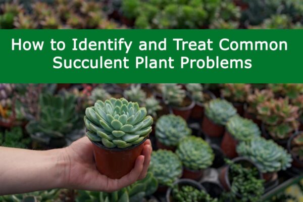 Identify and Treat Common Succulent Plant Problems