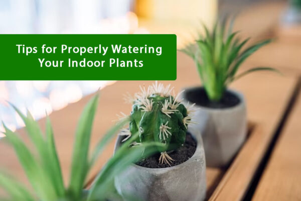 Tips for Properly Watering Your Indoor Plants