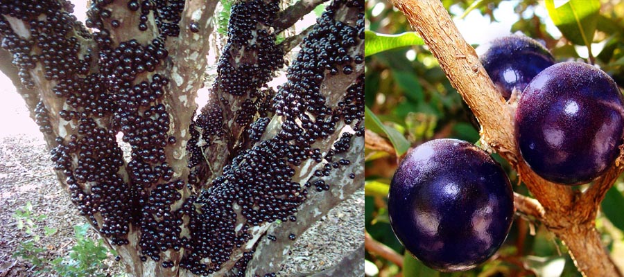 Jabuticaba जाबोटिकबा