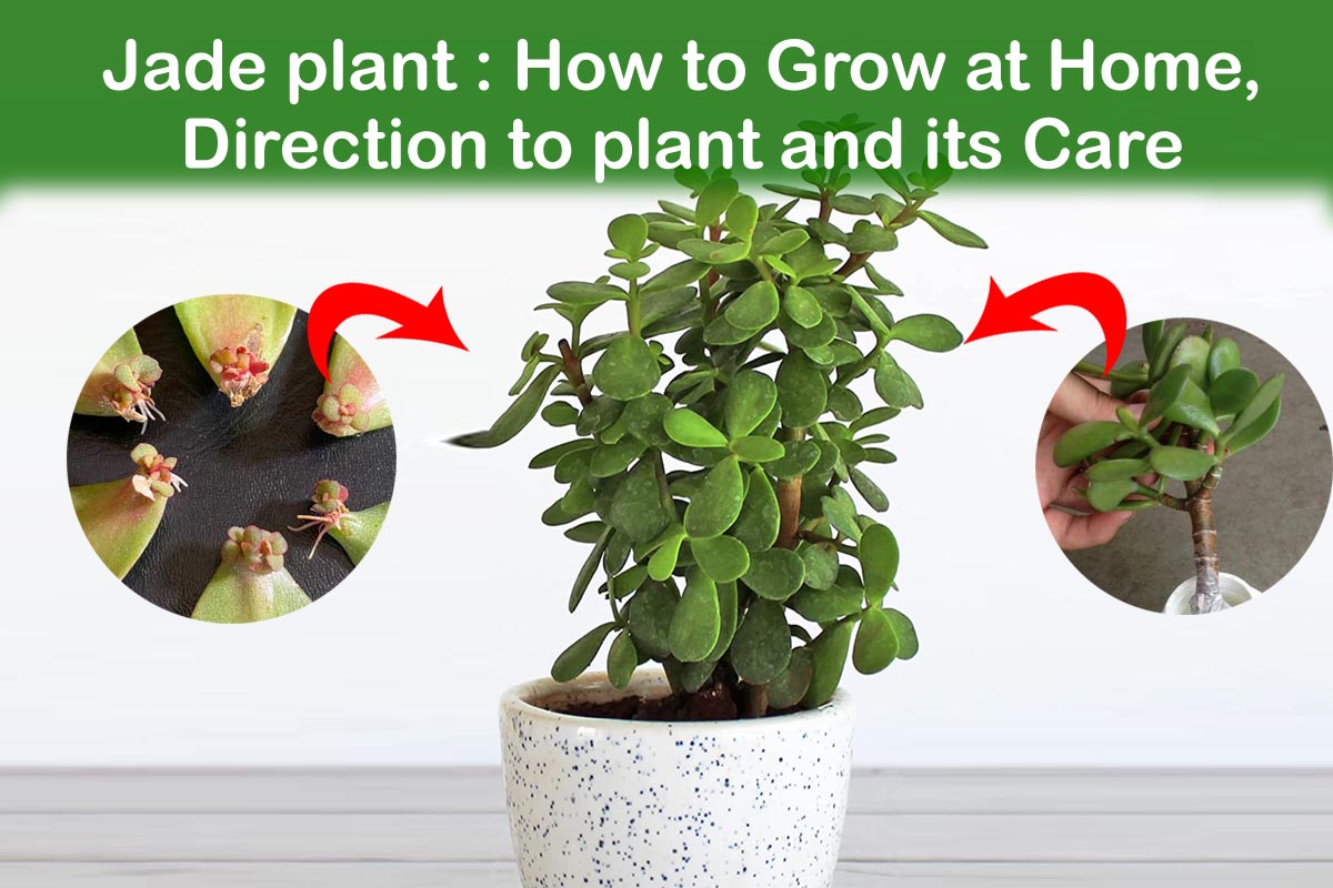 How Do You Grow Jade Plants