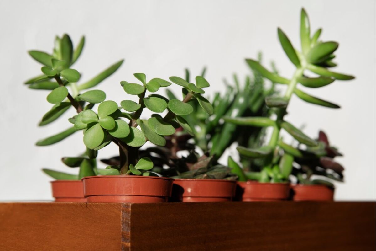 Jade plant information