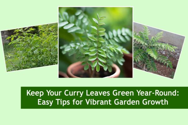 Keep Your Curry Leaves Green Year-Round: Easy Tips for Vibrant Garden Growth