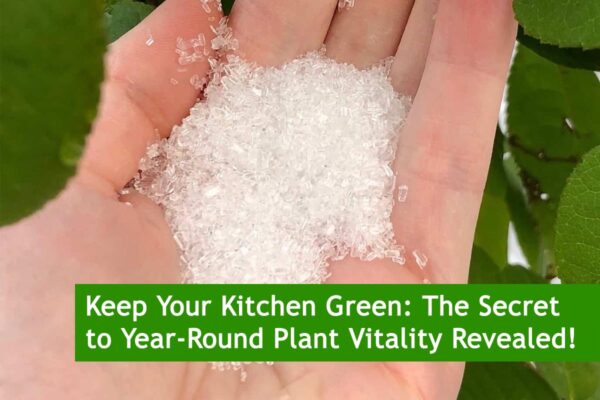 Keep Your Kitchen Green: The Secret to Year-Round Plant Vitality Revealed!