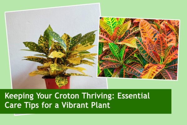 Keeping Your Croton Thriving: Essential Care Tips for a Vibrant Plant