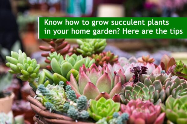 Know how to grow succulent plants in your home garden? Here are the tips
