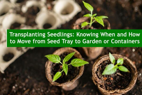 Transplanting Seedlings: Knowing When and How to Move from Seed Tray to Garden or Containers