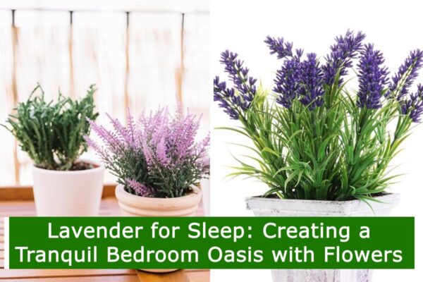 Lavender for Sleep: Creating a Tranquil Bedroom Oasis with Flowers