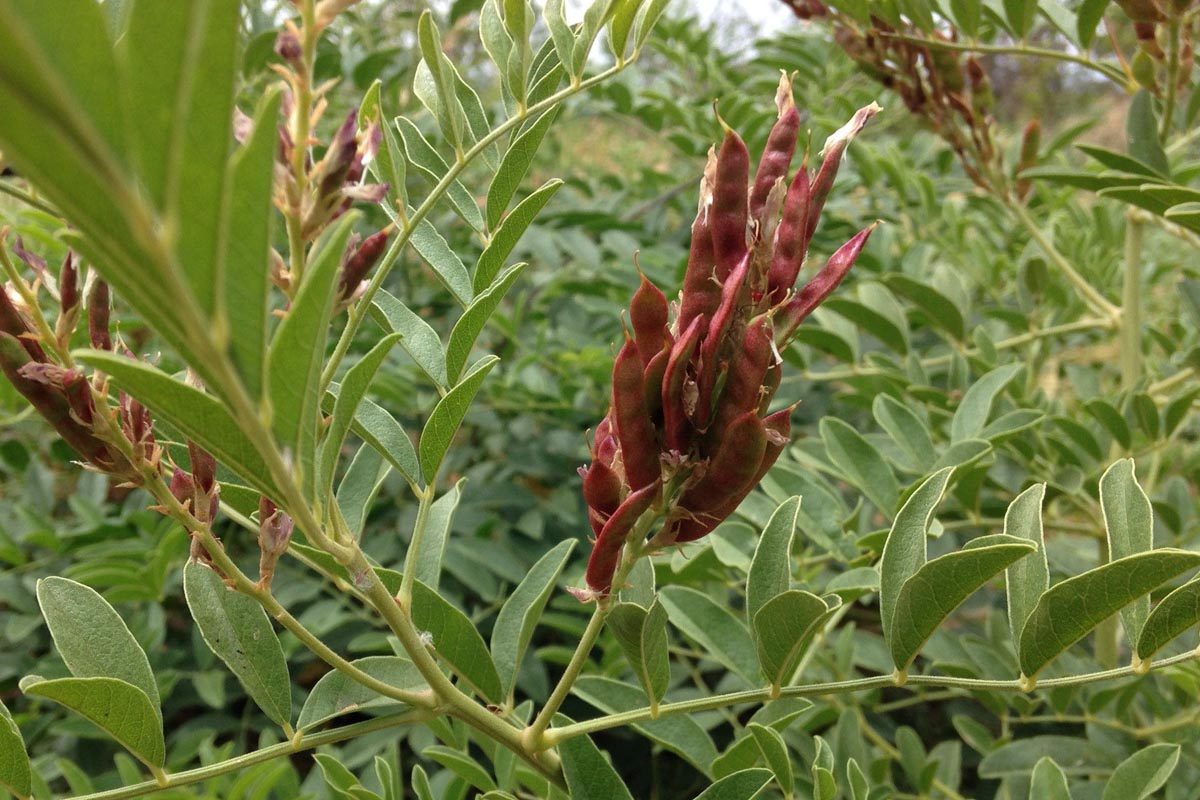 licorice-root-benefits-in-urdu-hindi-part-1