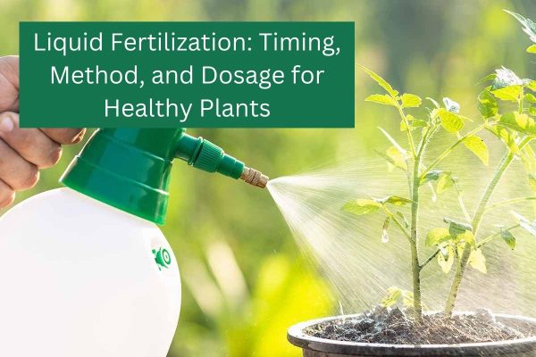 Liquid Fertilization: Timing, Method, and Dosage for Healthy Plants