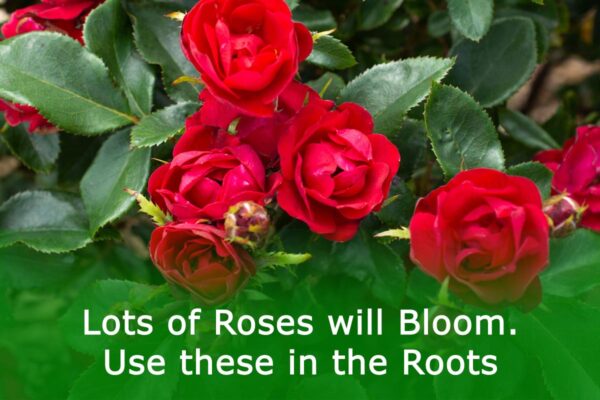 Lots of Roses will Bloom. Use these in the Roots
