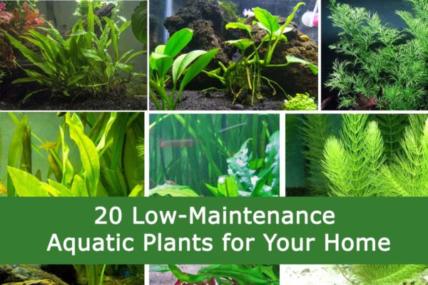 20 Low-Maintenance Aquatic Plants for Your Home