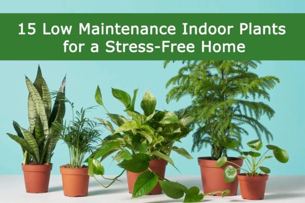 15 Low Maintenance Indoor Plants for a Stress-Free Home