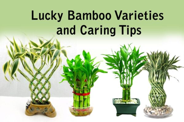 Lucky bamboo varieties and caring tips