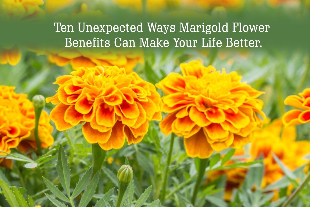 Marigold Flower Benefits