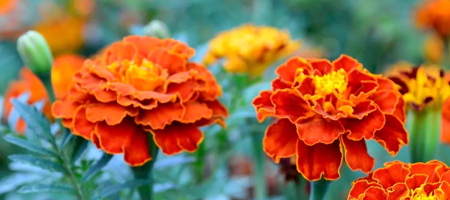 Marigolds Impressive Plants That Repel Ants