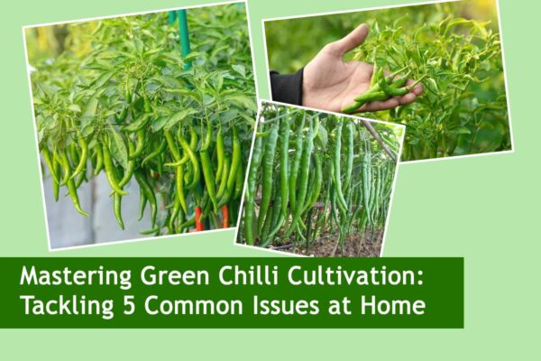 Mastering Green Chilli Cultivation: Tackling 5 Common Issues at Home