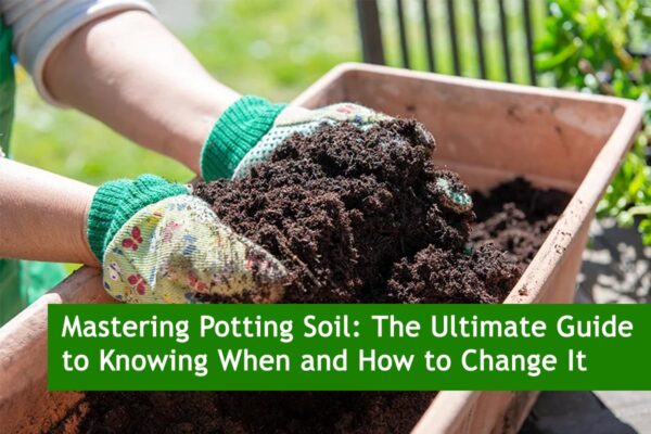 Mastering Potting Soil: The Ultimate Guide to Knowing When and How to Change It