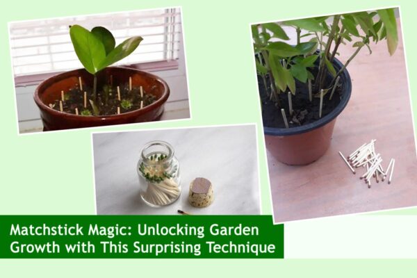 Matchstick Magic: Unlocking Garden Growth with This Surprising Technique
