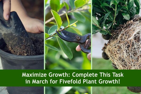 Maximize Growth: Complete This Task in March for Fivefold Plant Growth!