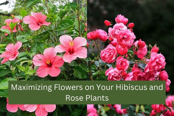 Maximizing Flowers on Your Hibiscus and Rose Plants