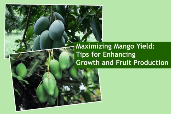 Maximizing Mango Yield: Tips for Enhancing Growth and Fruit Production