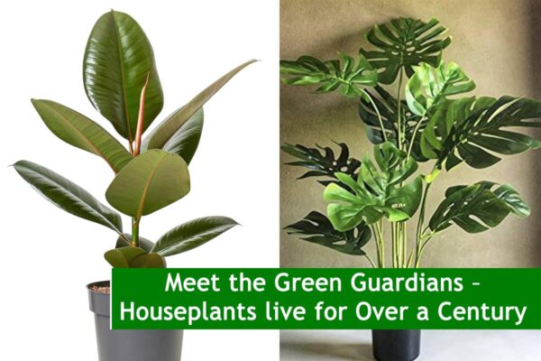 Meet the Green Guardians – Houseplants live for Over a Century