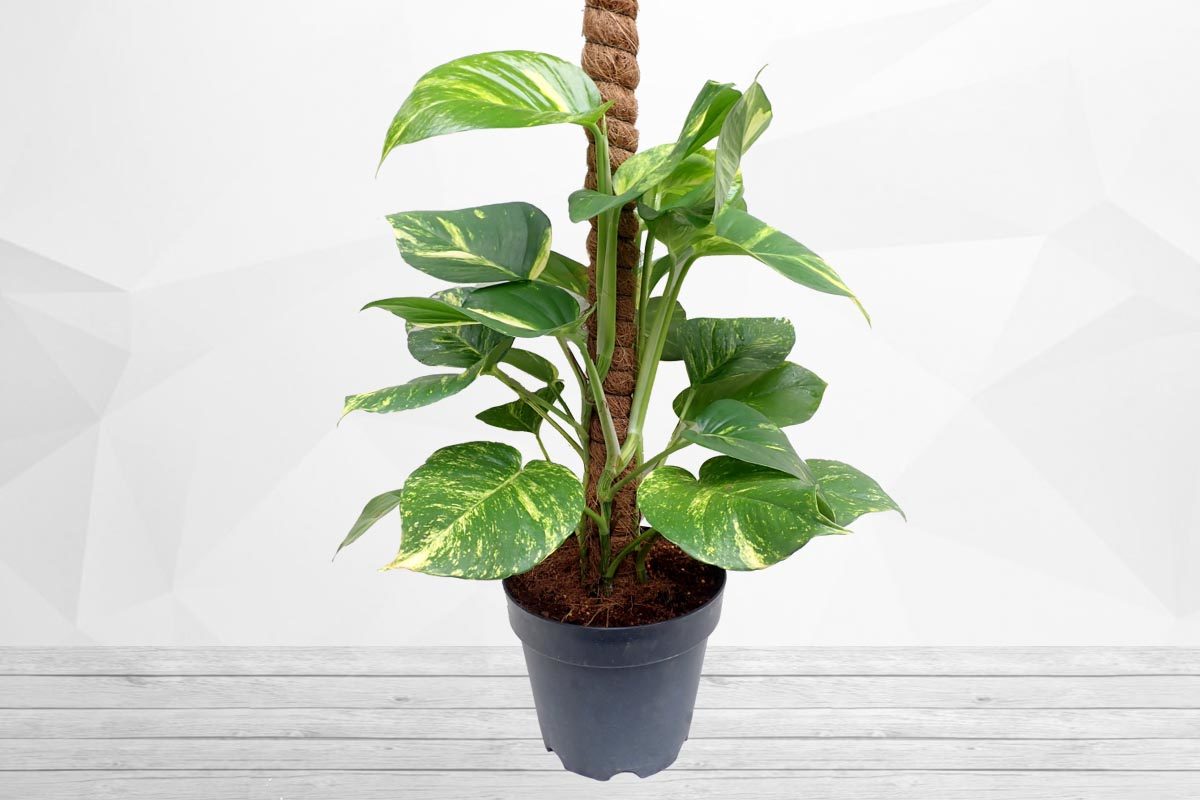 money-plant-epipremnum-aureum-plant-plants-information