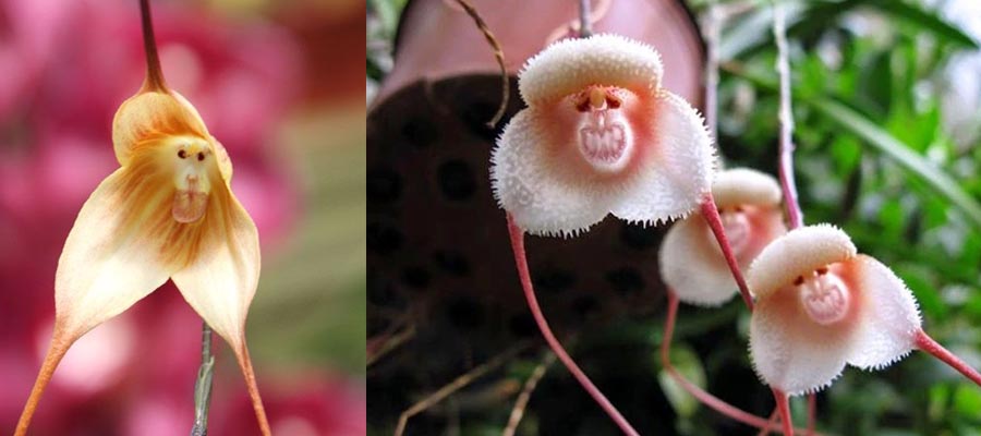 Monkey Orchid