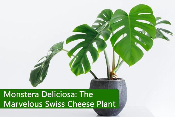 Monstera Deliciosa: The Marvelous Swiss Cheese Plant